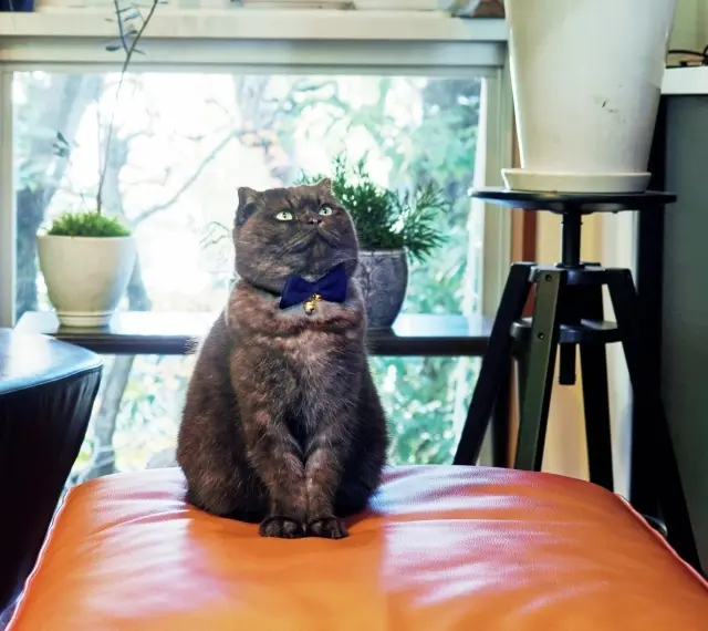 シャム朗 雑種 15歳・♂