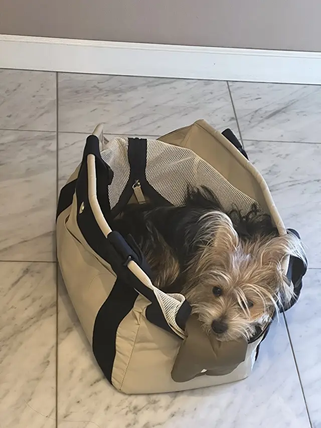 我が家のわんこ