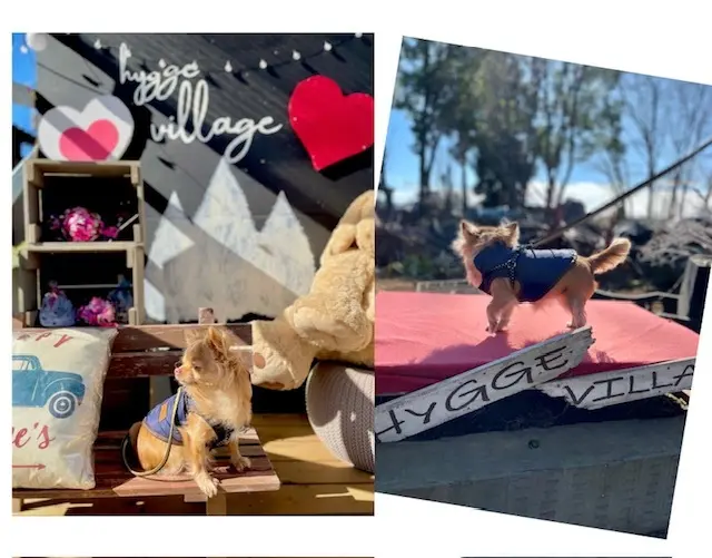 愛犬と一緒に楽しめるヒュッゲビレッジへ♡の画像_8