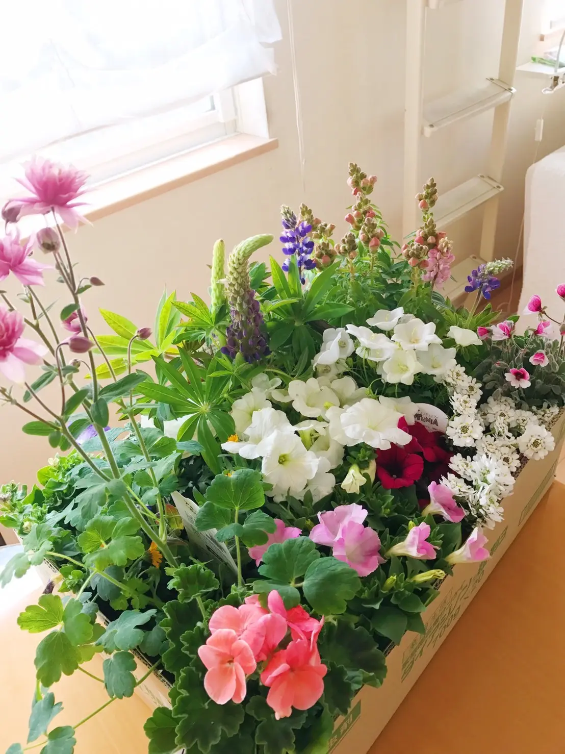 バラが咲いたの画像_3