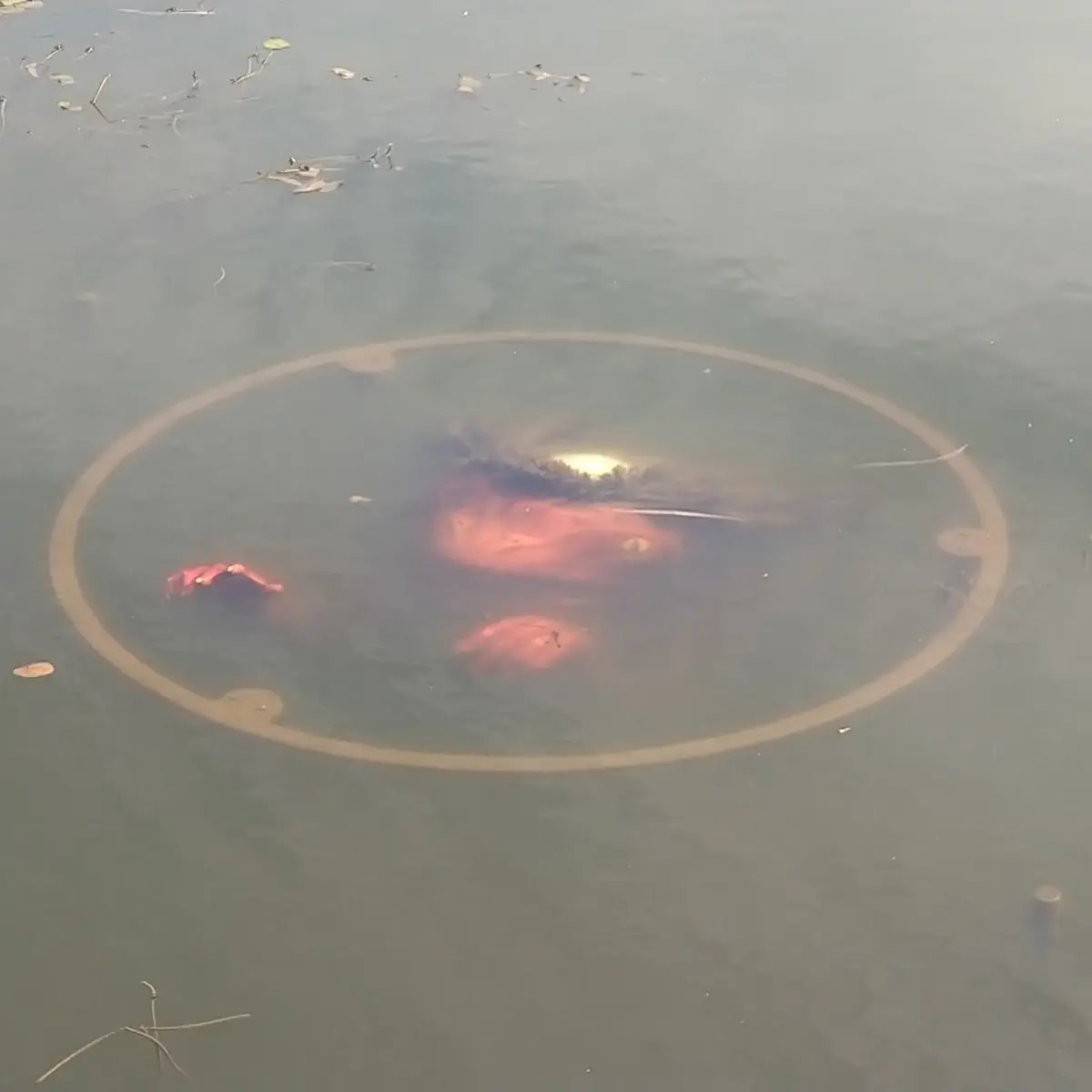 河童のガジロウ