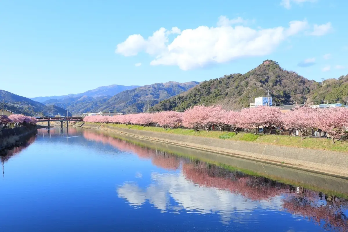 2月が満開　河津桜を見に熱海旅行への画像_2