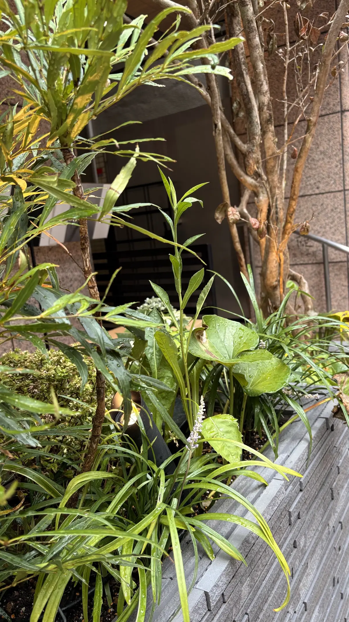 神楽坂　商店街　神楽坂商店街　店頭入口　紀の善　甘味処