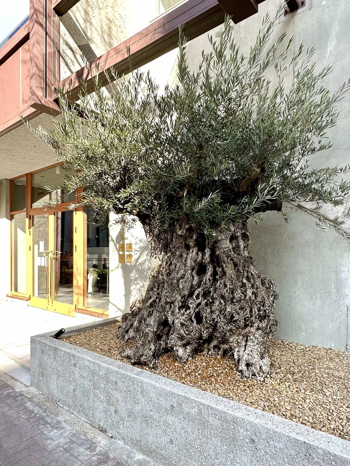 茅場町「BANK」入り口のオリーブの古木