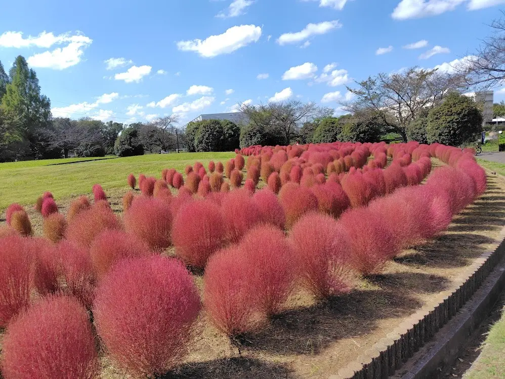 ふらり、コキアの小径への画像_2