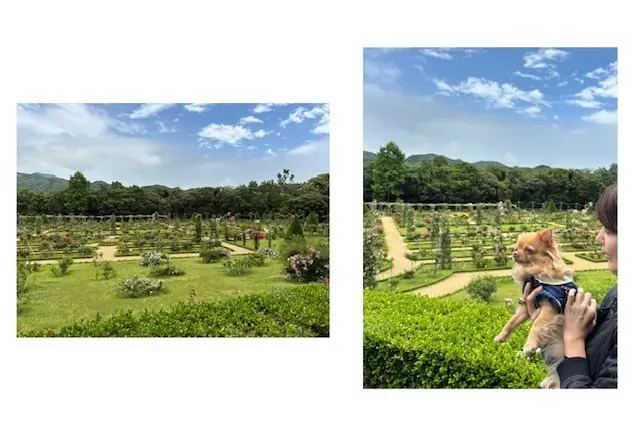 美しいバラに魅了された日♡の画像_6