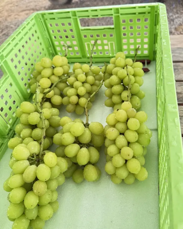 秋の贅沢時間シャインマスカット食べ放題のの画像_3