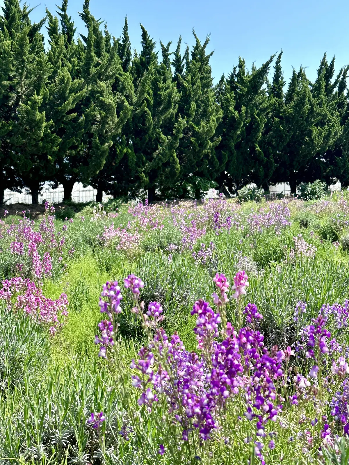 ハーブガーデンで過ごす癒しの時間♡千葉にの画像_16