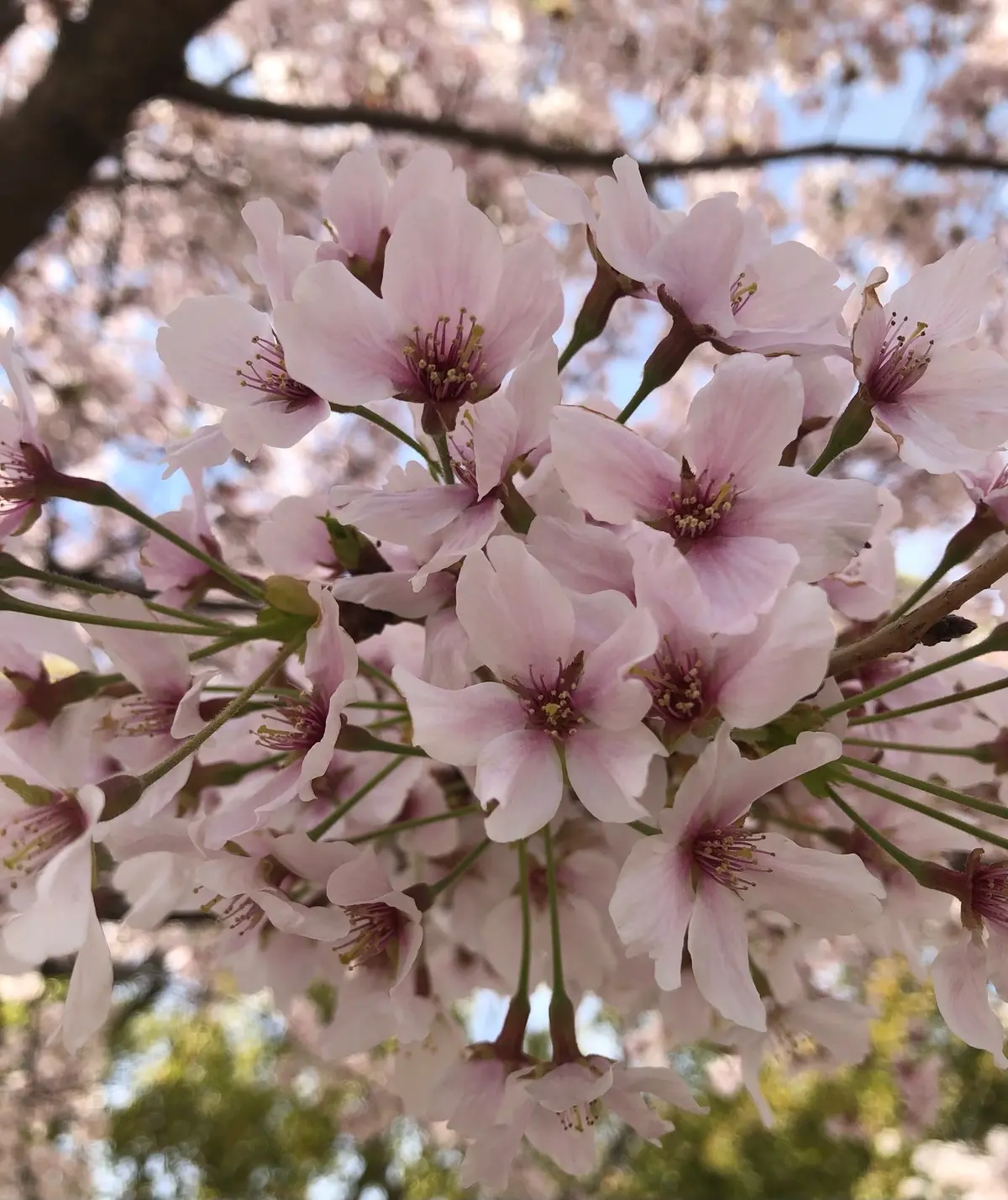 満開の桜