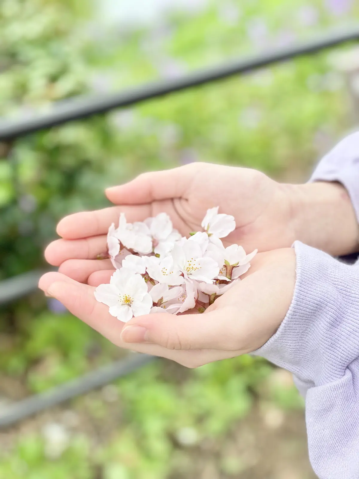 千鳥ヶ淵の桜拾い