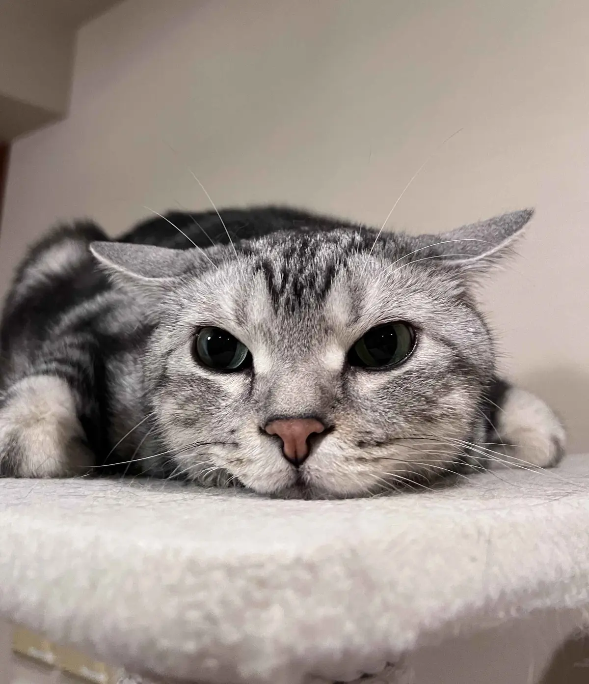 イカ耳のアラン