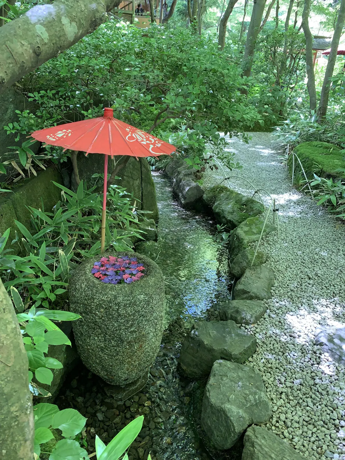 鎌倉あじさい　アジサイ　一条恵観山荘