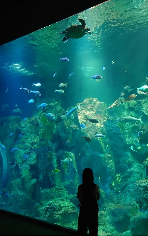 男鹿水族館GAO入ってすぐの大水槽