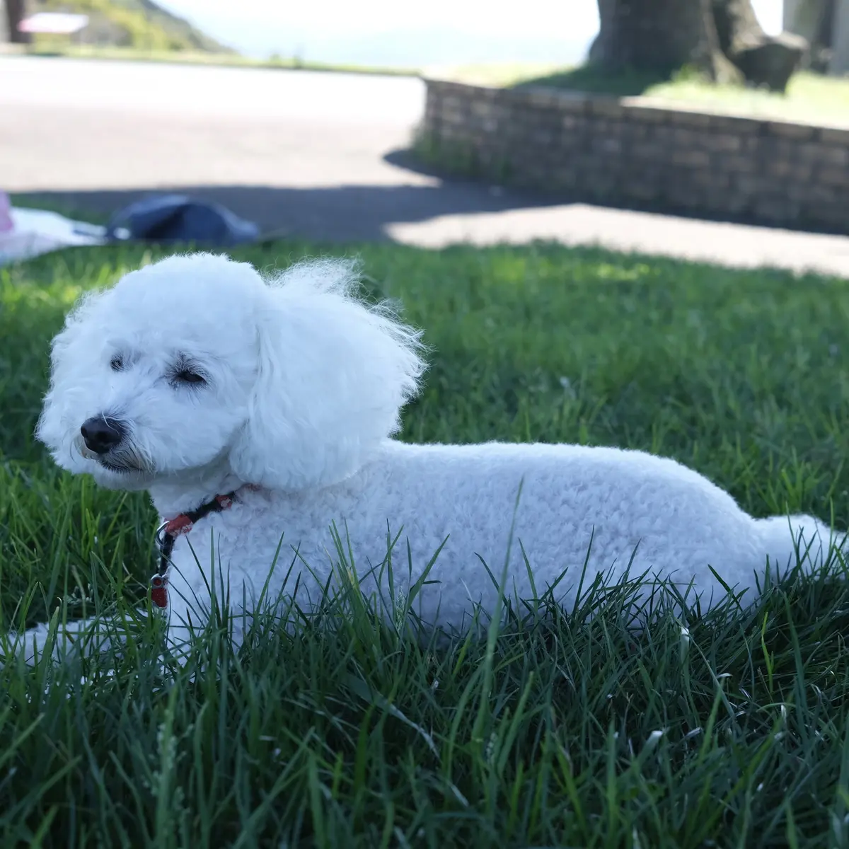 千葉県の「マザー牧場」内で休憩中の愛犬　白いトイプードル