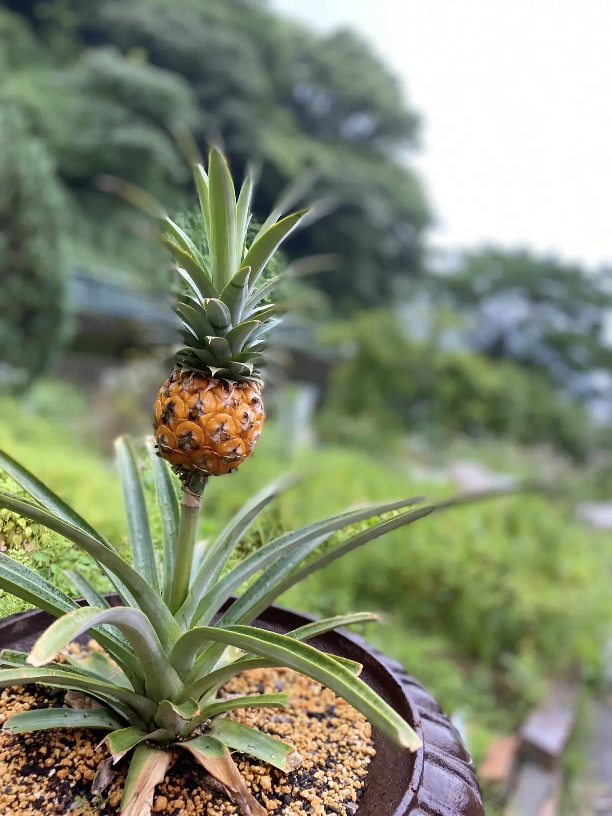 ハーブガーデンにあったミニパイナップル