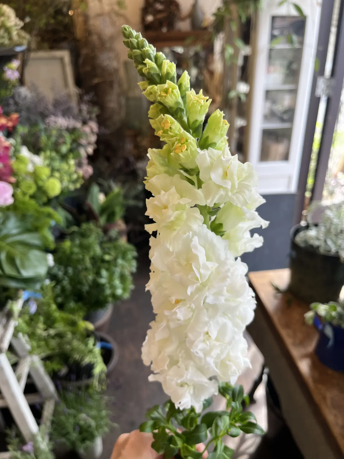 最近の〝花活〟の画像_6