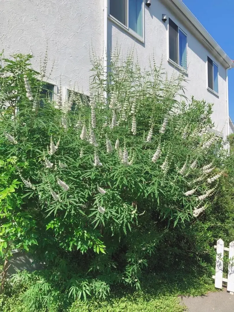 夏の庭。今年も咲き始めました！の画像_1