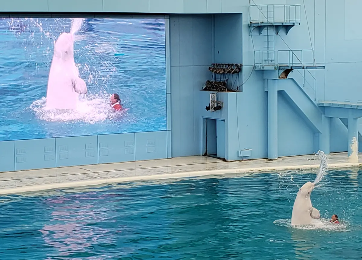 イルカショー