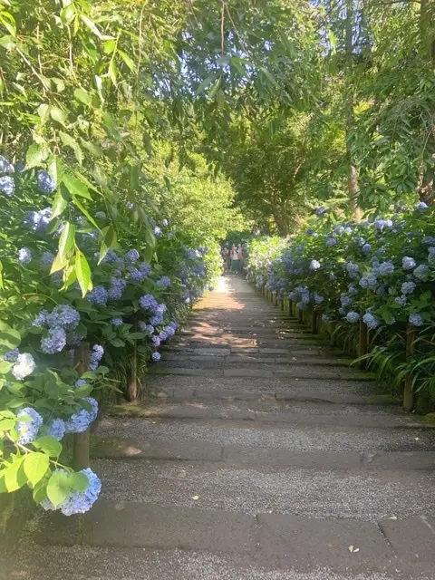 初夏のオトナの鎌倉散歩の画像_1