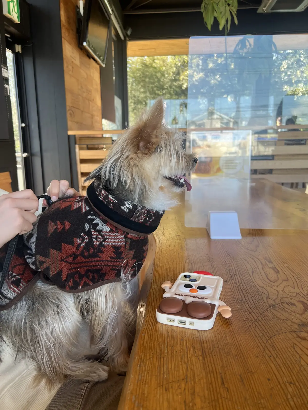 伊豆はドッグフレンドリーな街でした！