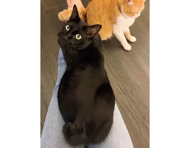 松島さんの脚にすばやく飛び乗るフェスター