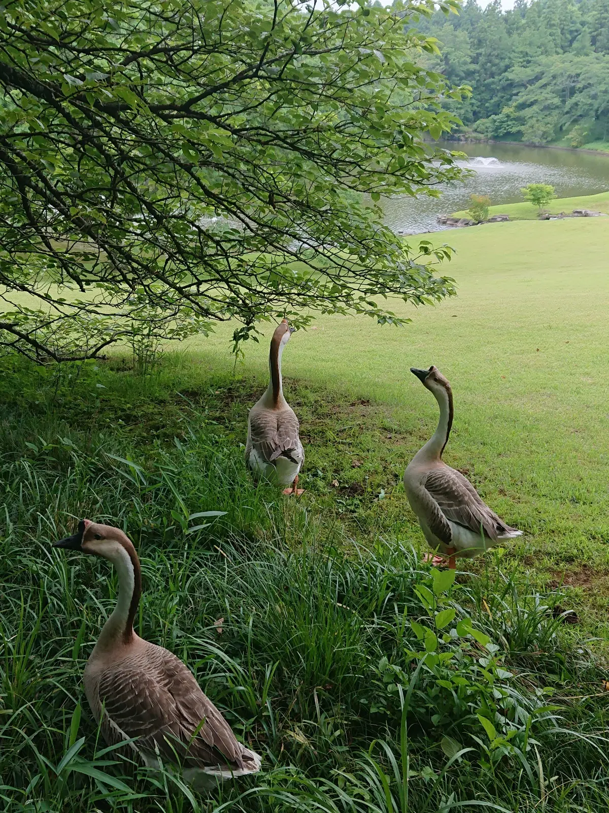 私にとって唯一無二の場所 DIC川村記念の画像_18