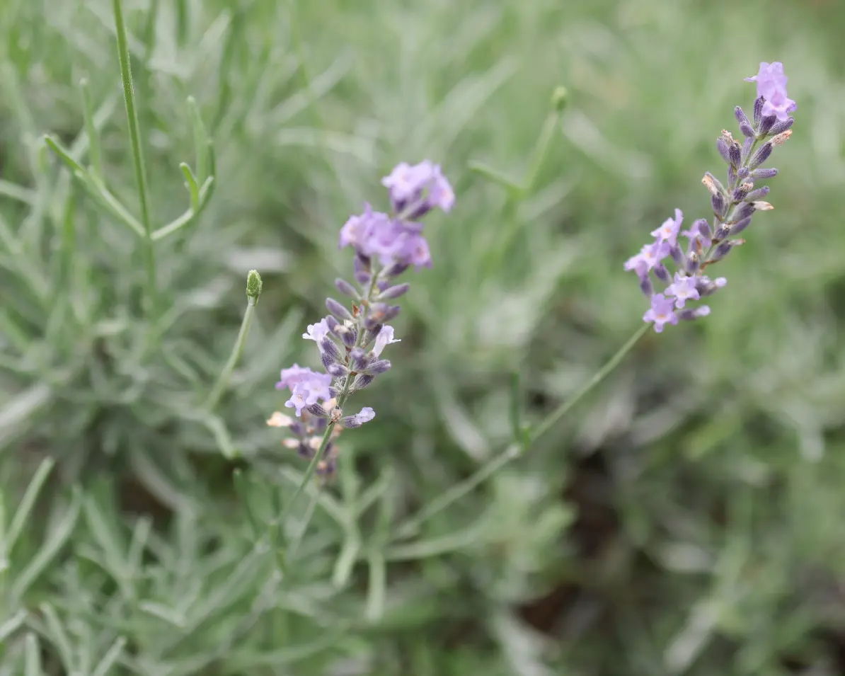 庭のラベンダーが咲きだしました～の画像_4