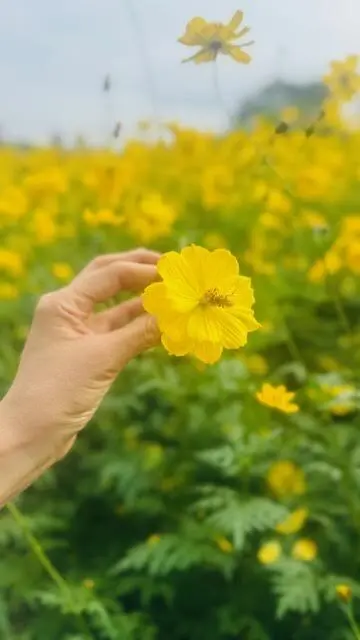 キバナコスモス