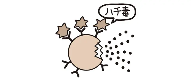 5.IgE抗体と 結合してヒスタミン などが放出