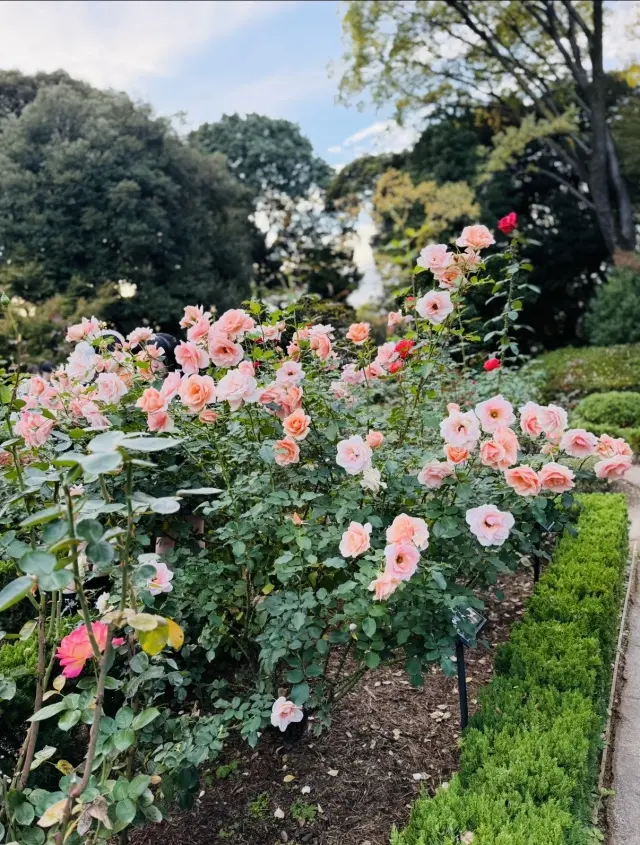 美しいバラと紅葉、旧古河庭園への画像_7