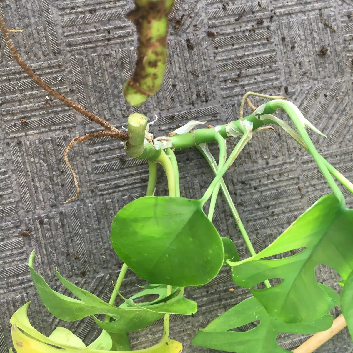 曲がった根元を切り落とします。