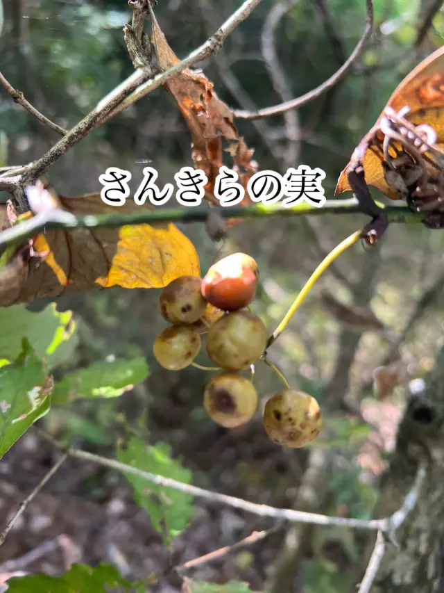 秋の恵みたっぷり！手作り酵素ドリンクの画像_2