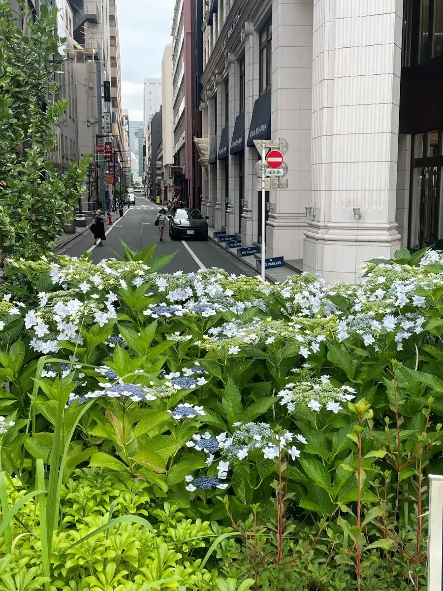 東銀座に咲く紫陽花