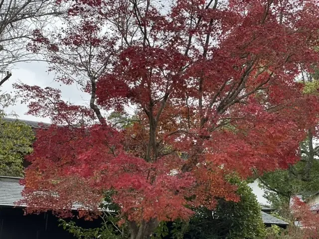 安芸の宮島旅の画像_7
