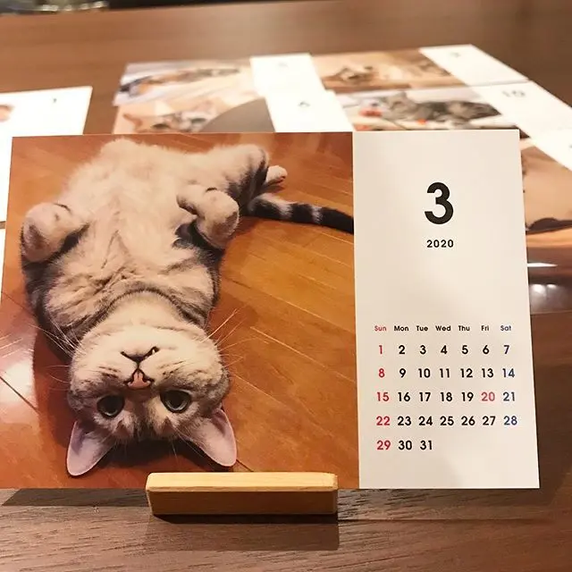 編集長キャット、アランのカレンダー、3月はヘソ天