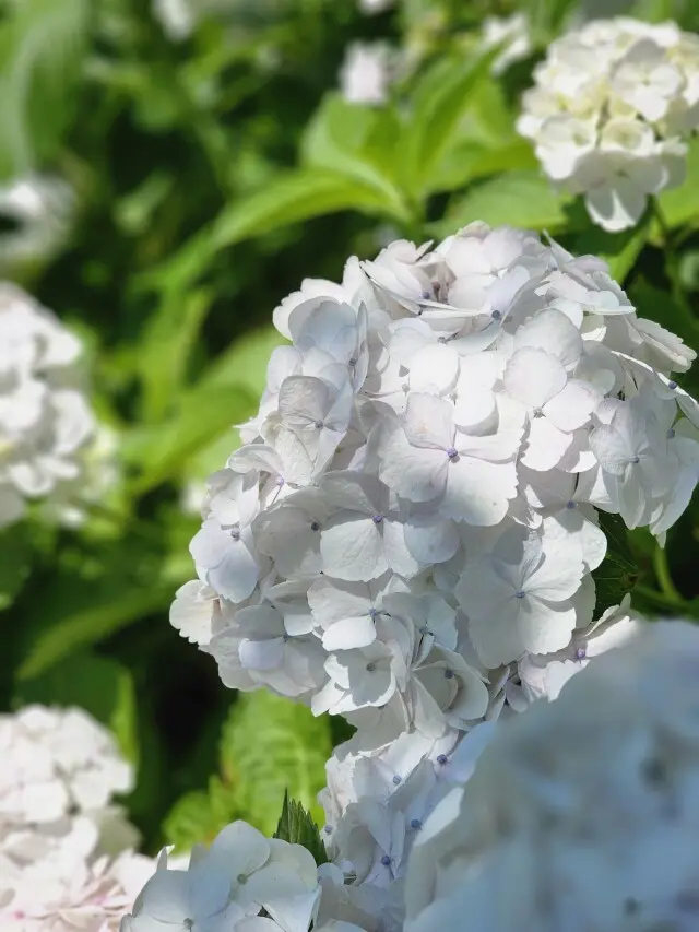 紫陽花とカフェの画像_2