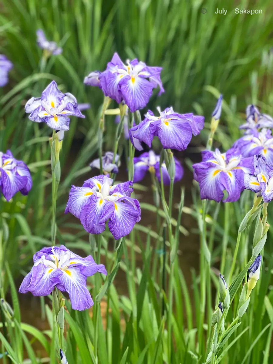【明治神宮御苑】花菖蒲2025.6.7の画像_4