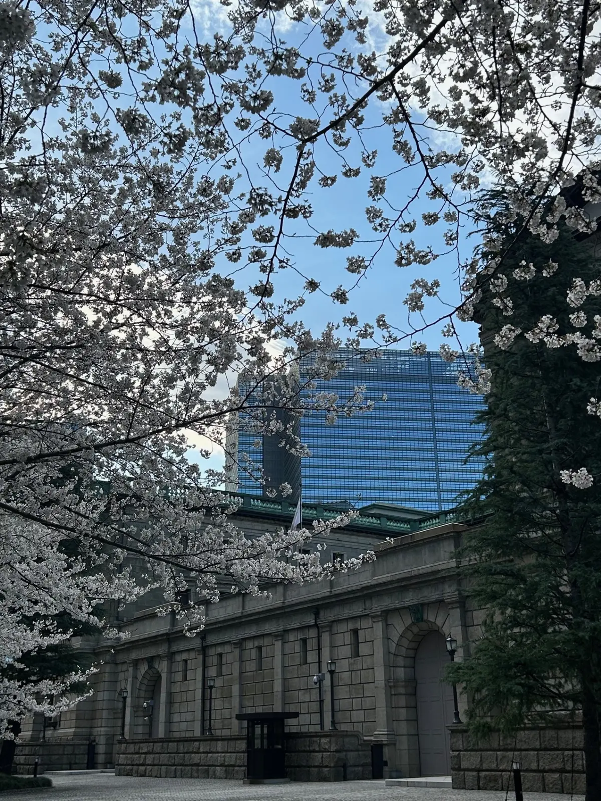 日本橋の桜