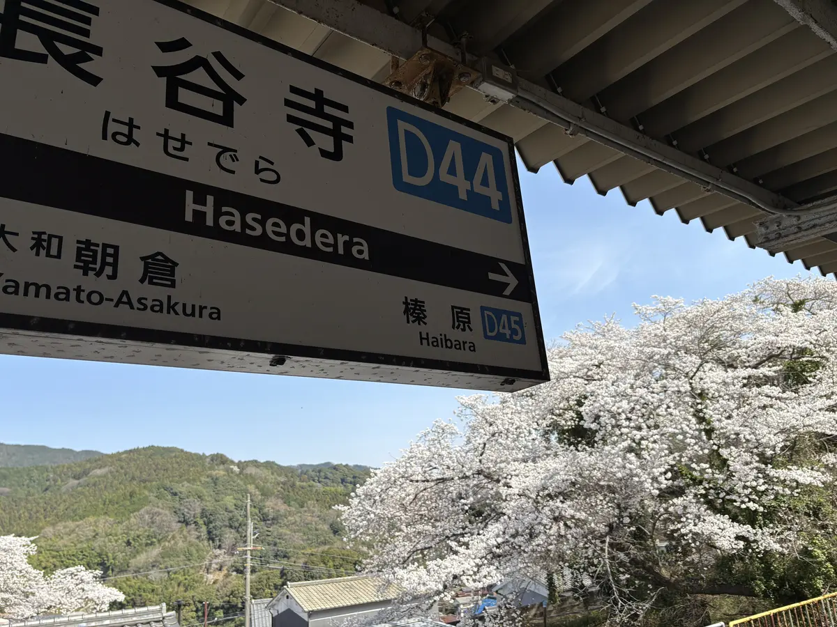 春の彩り、心に染みる長谷寺の桜の画像_1