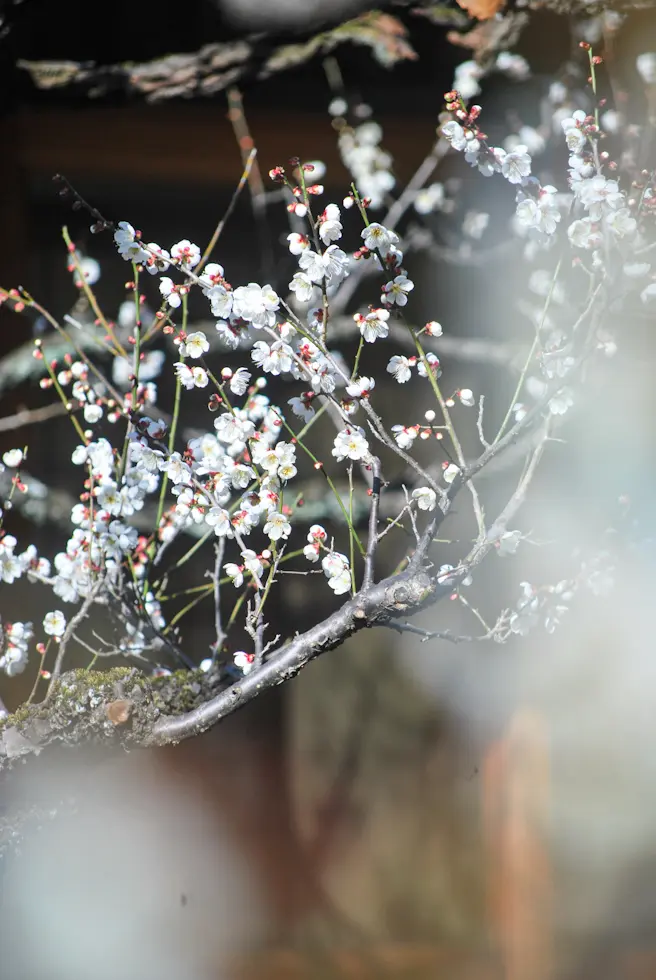 【さかぽんの冒険】桜の都物語③新宿御苑の画像_8