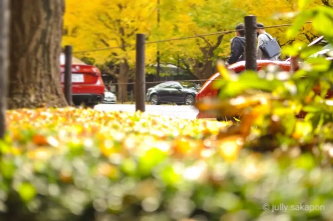 【さかぽんの冒険】絶景 いちょう並木@外の画像_8