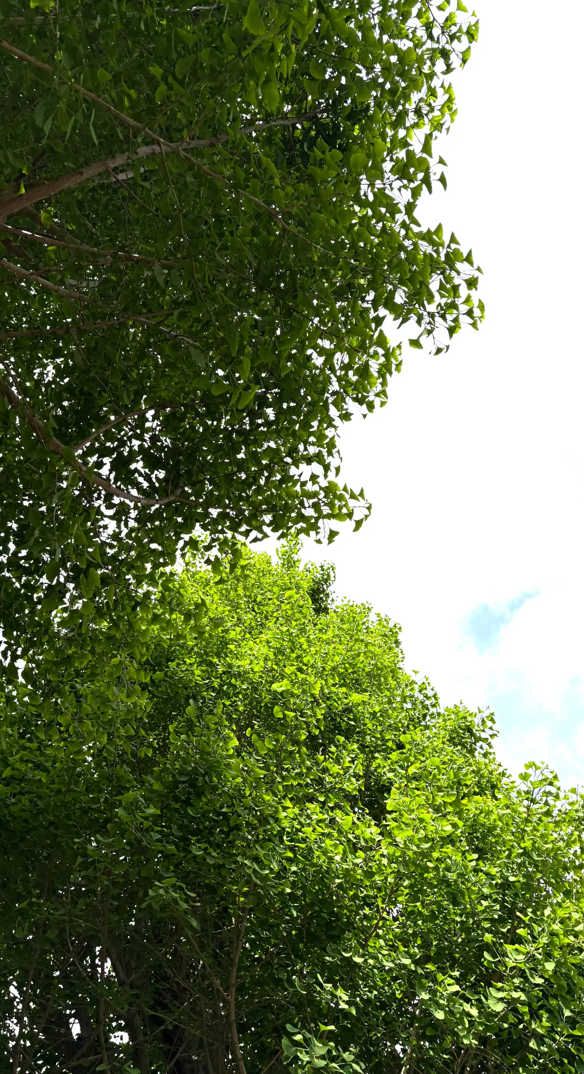 GUメンズデニムコーディネートの画像_13