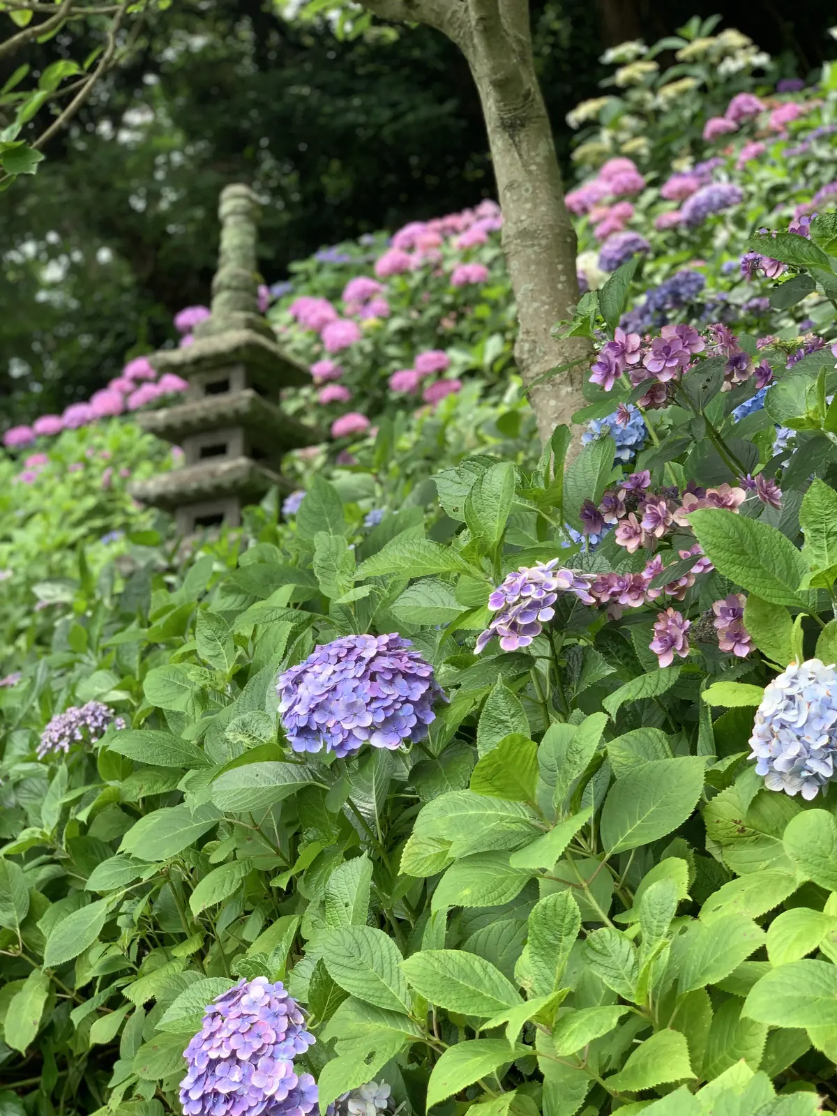 長谷寺　見頃　あじさい　あじさい路