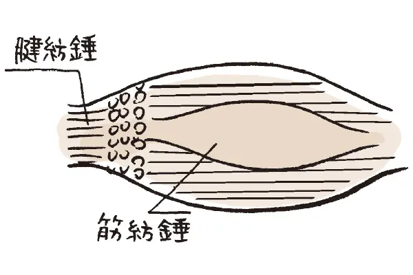 足がつるメカニズム