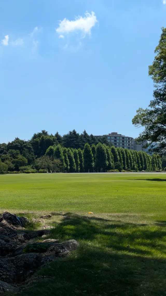 新宿御苑　千駄ヶ谷門　木漏れ日　芝生広場　プラタナス並木