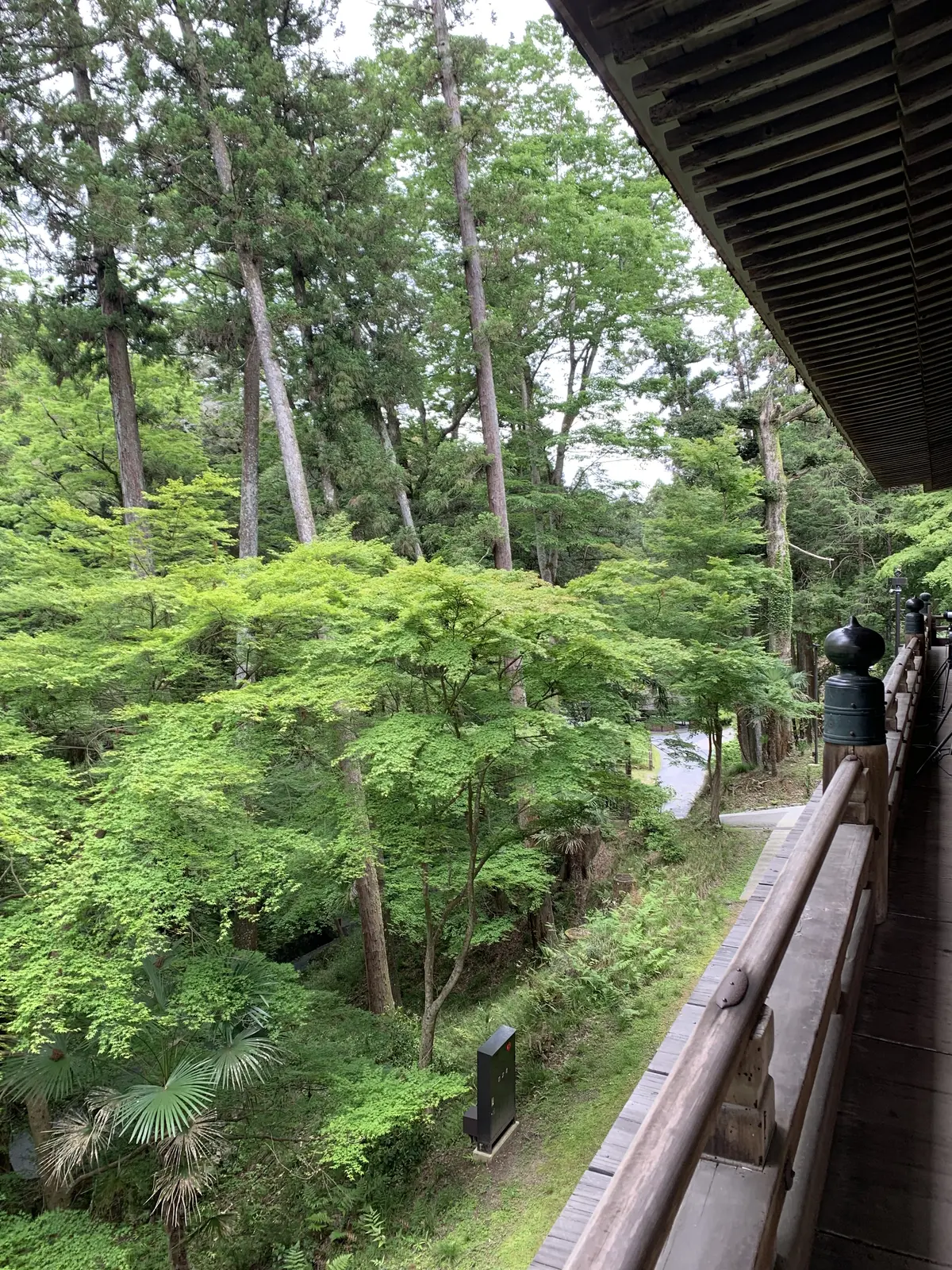 本堂の周囲には美しい木々が