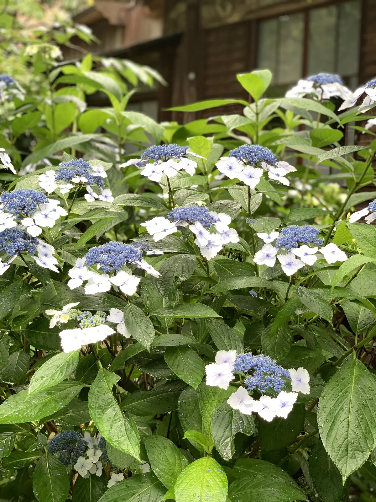 極楽寺／御霊神社の紫陽花 鎌倉あじさい巡の画像_7