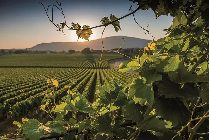 フランチャコルタ協会新会長に聞く  “美の画像_3