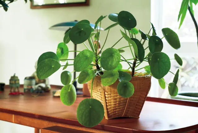 まん丸の葉がかわいらしいかれんさんお気に入りの観葉植物