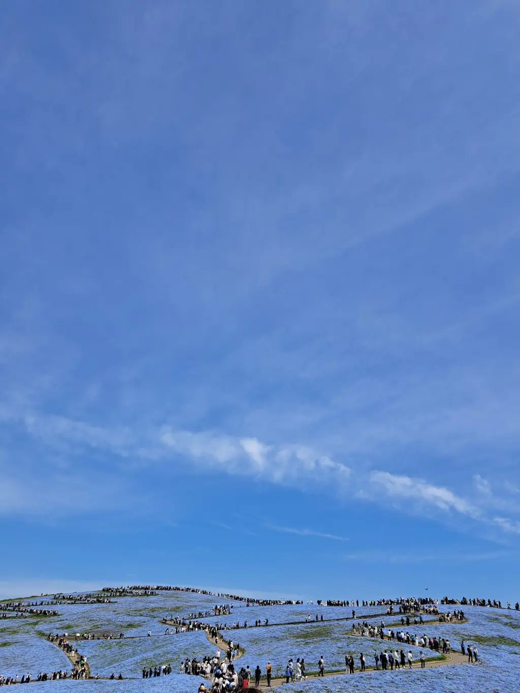 一度は見たい絶景～ひたち海浜公園のネモフの画像_6